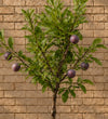 Plum Tree