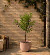 Plum Tree