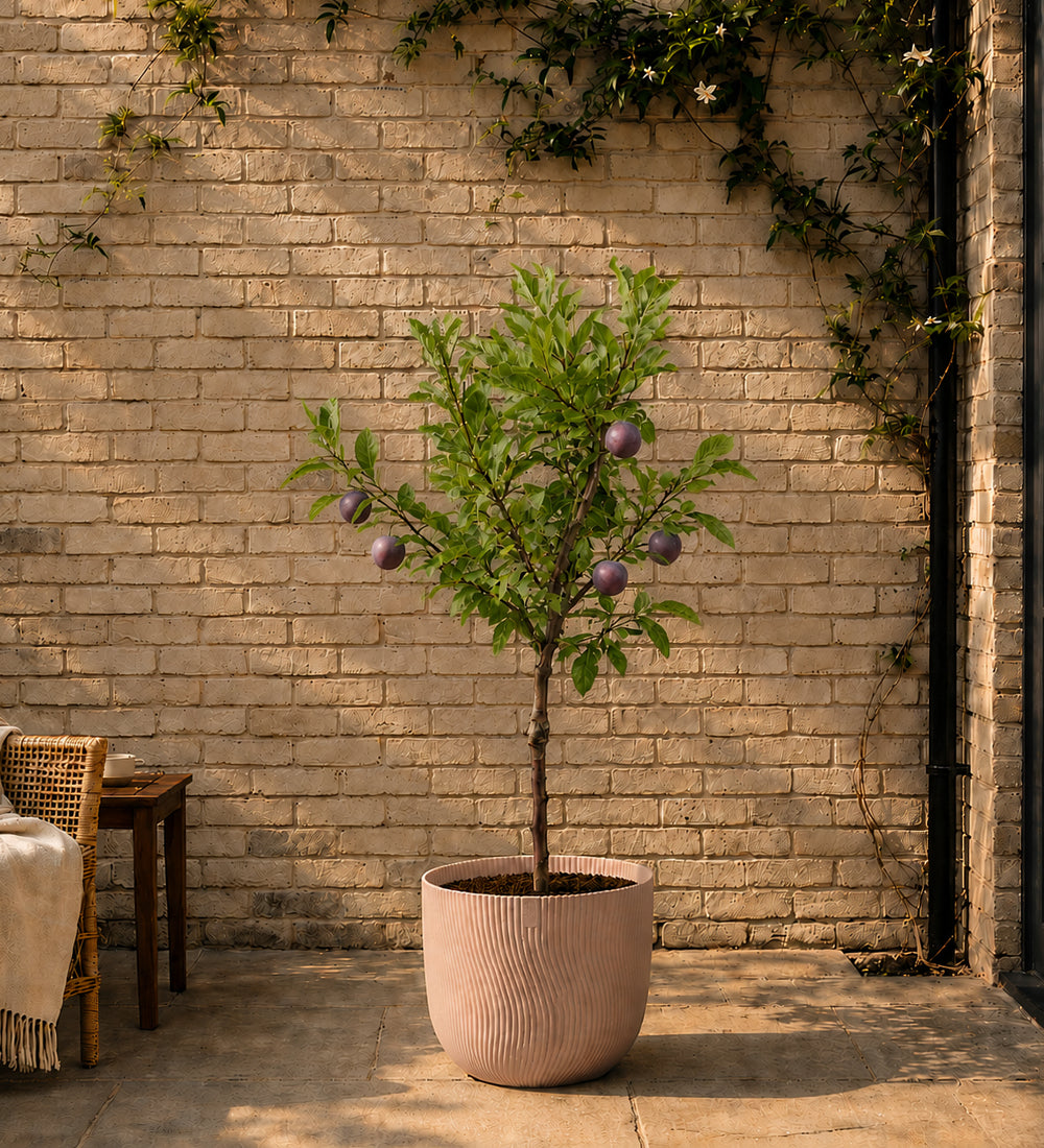 Plum Tree