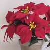 Artificial Red Poinsettia