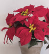 Artificial Red Poinsettia