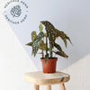 Polka Dot Begonia