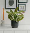 Prayer Plant & Pot