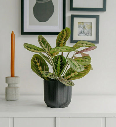 Prayer Plant & Pot