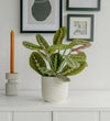 Prayer Plant & Pot
