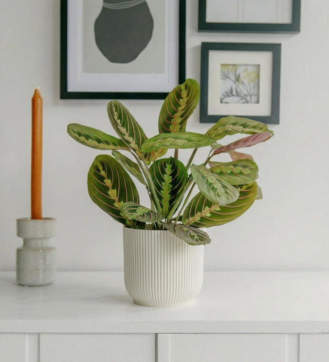Prayer Plant & Pot
