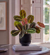 Prayer Plant in Ceramic Pot
