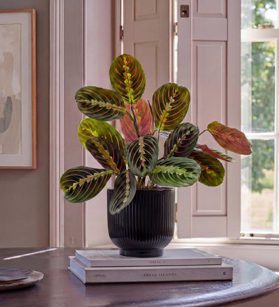 Prayer Plant | Maranta Leuconeura