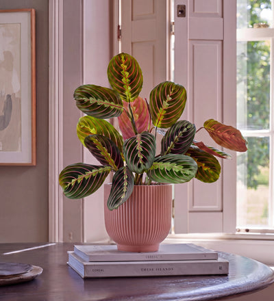 Prayer Plant in Ceramic Pot