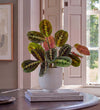 Prayer Plant in Ceramic Pot