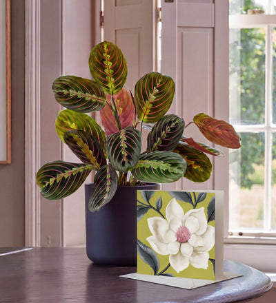Prayer Plant