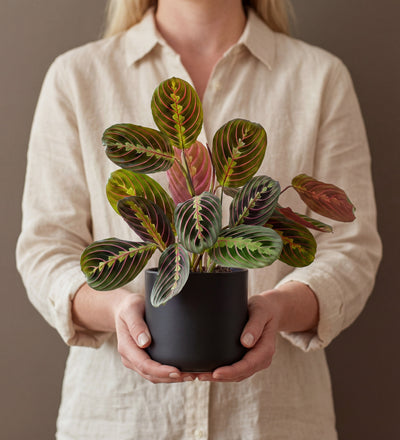 Prayer Plant
