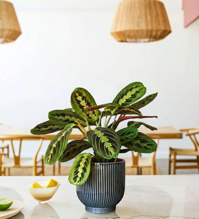 Prayer Plant in Ceramic Pot