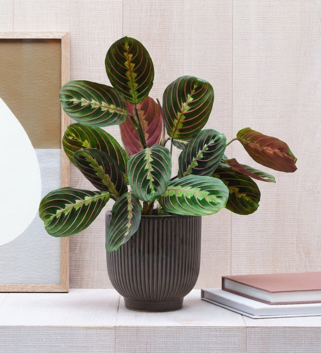 Prayer Plant in Ceramic Pot