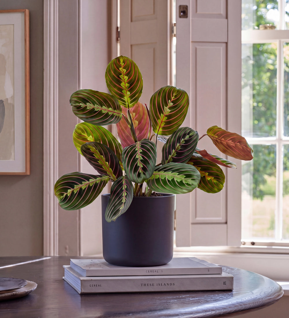 Prayer Plant