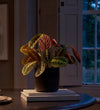 Prayer Plant