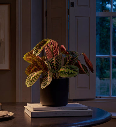 Prayer Plant