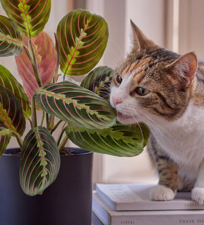 Prayer Plant