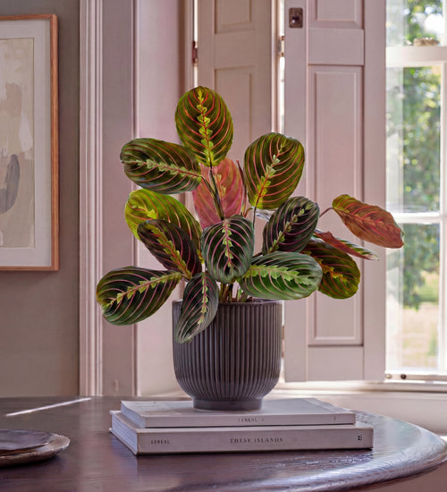 Plants with Pots