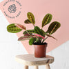 Prayer Plant & Pot