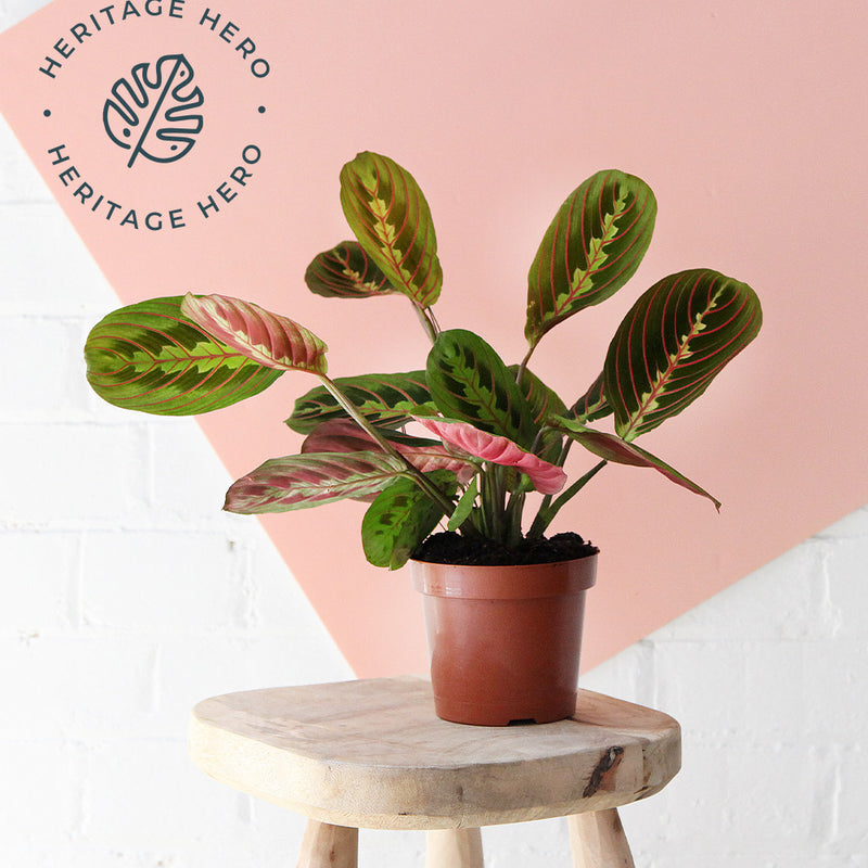 Prayer Plant & Pot