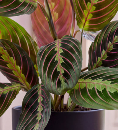 Prayer Plant