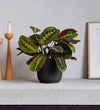 Prayer Plant & Pot