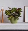 Prayer Plant & Pot