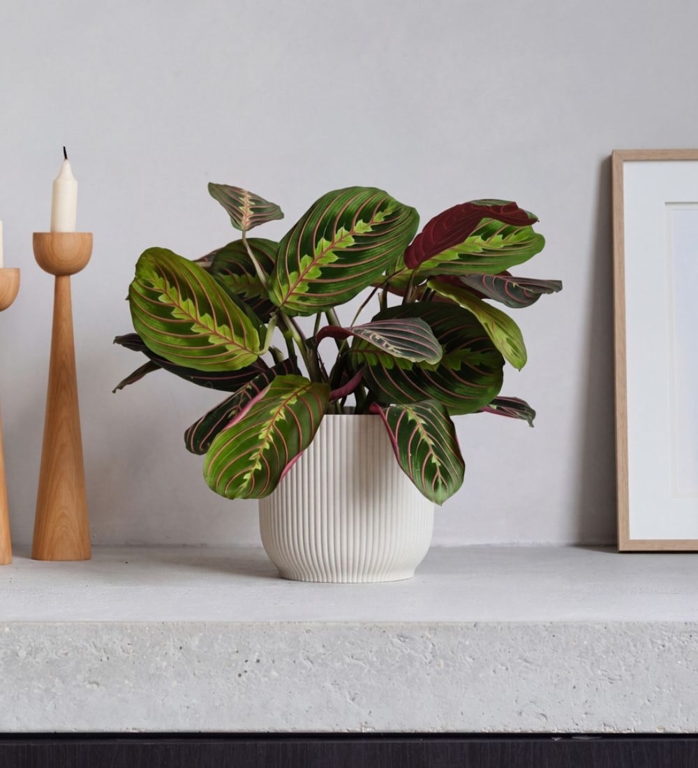 Prayer Plant & Pot