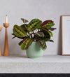 Prayer Plant & Pot