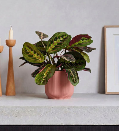 Prayer Plant & Pot