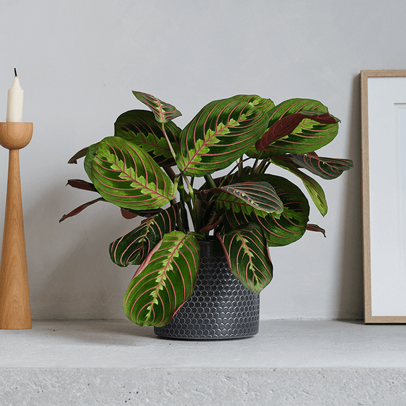 Prayer Plant Pair