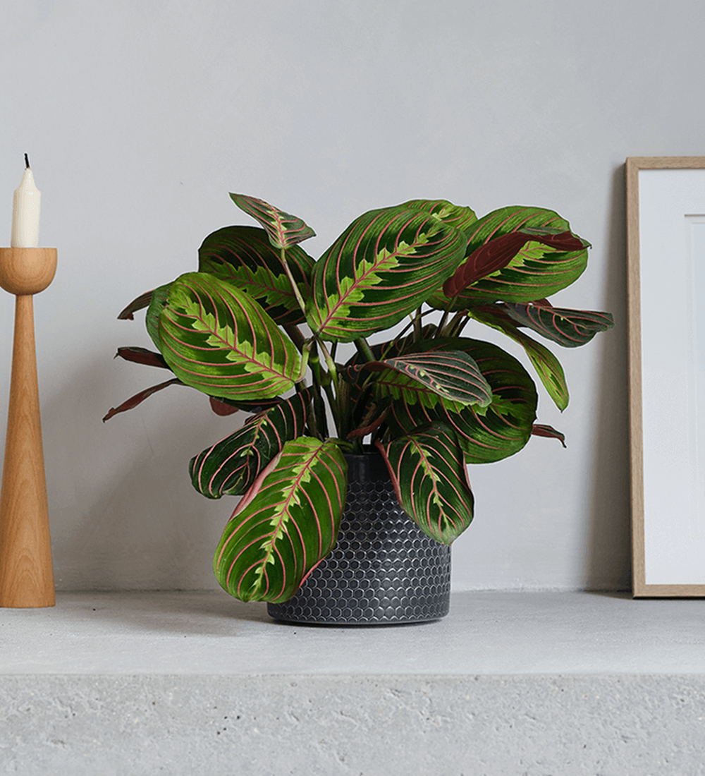 Prayer Plant Pair