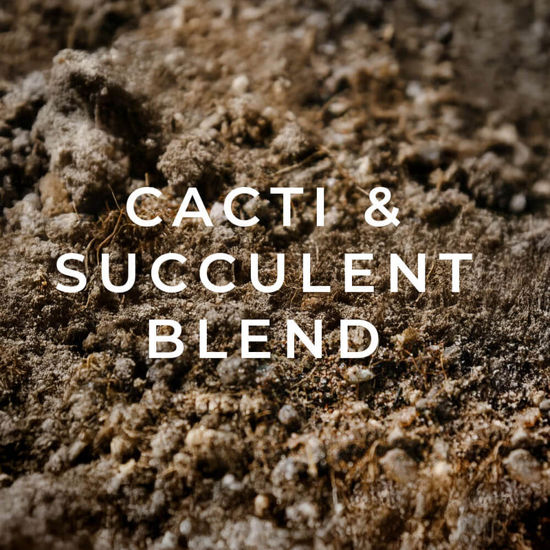 Cacti & succulent blend