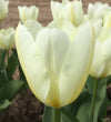Tulip Purissima Bulbs