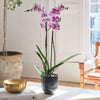 Purple Orchid & Pot