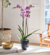 Purple Orchid & Pot