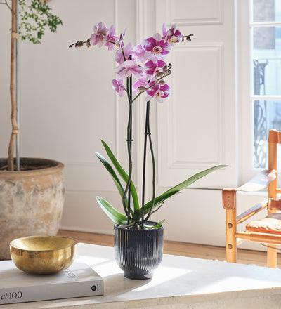 Purple Orchid & Pot