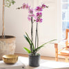 Purple Orchid & Pot