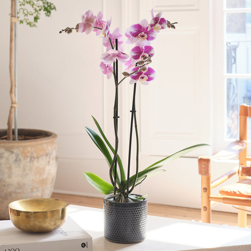 Purple Orchid & Pot