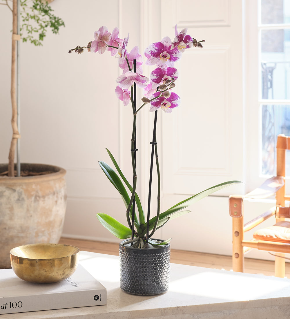 Purple Orchid & Pot