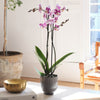 Purple Orchid & Pot