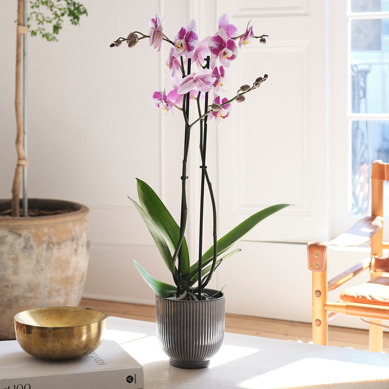 Purple Orchid & Pot