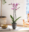 Purple Orchid & Pot