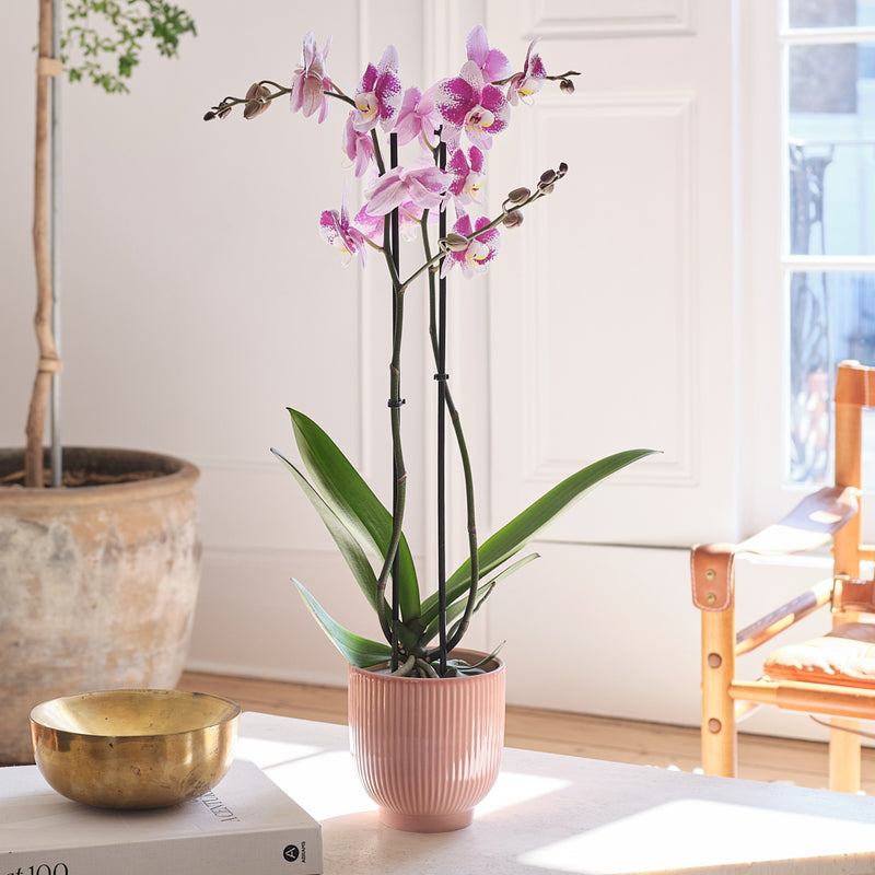 Purple Orchid & Pot