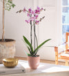 Purple Orchid & Pot