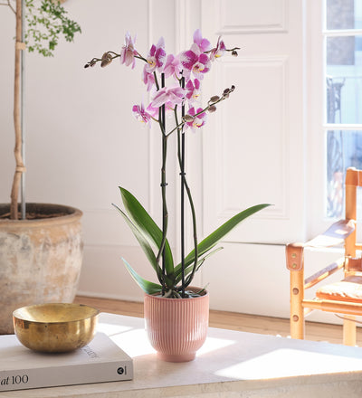 Purple Orchid & Pot
