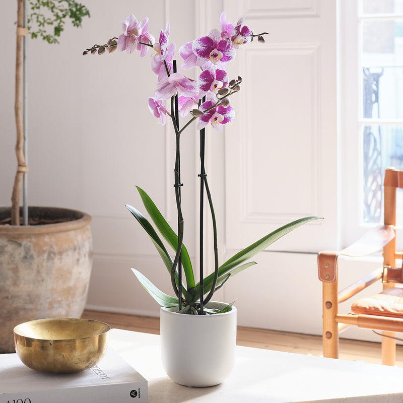 Purple Orchid & Pot