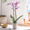 Purple Orchid & Pot