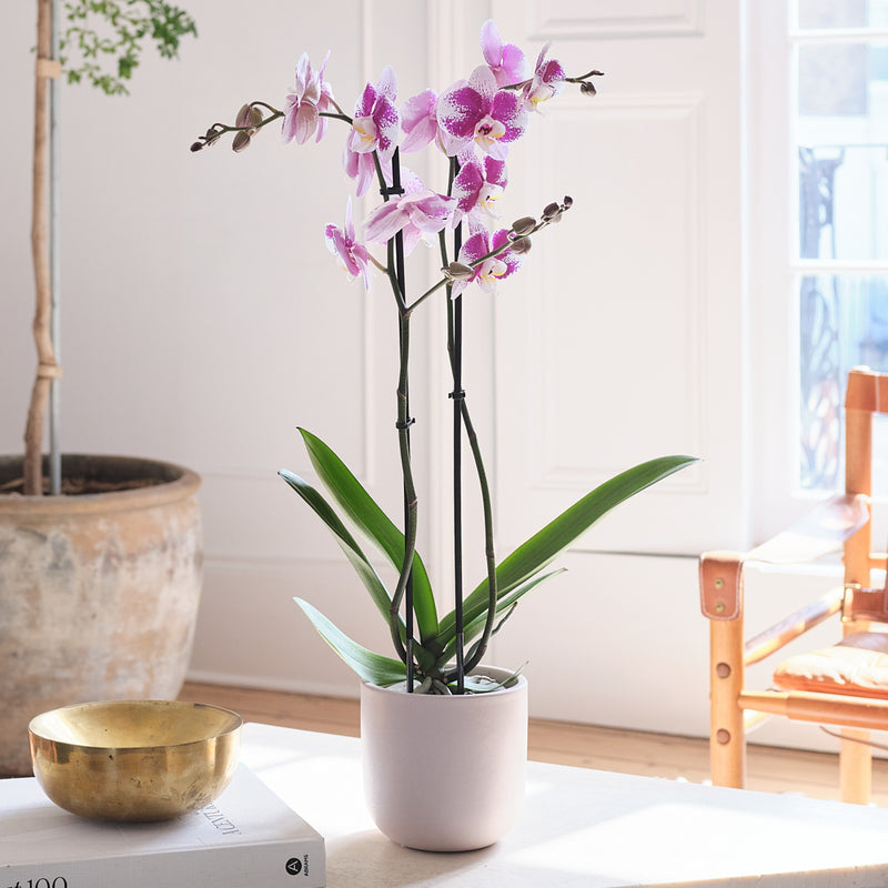 Purple Orchid & Pot
